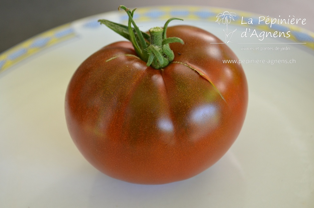 Tomate à fruits charnus 'Noire de Crimée'- La pépinière d'Agnens