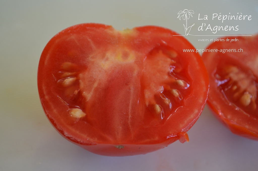 Tomate précoce à moyens fruits 'Précoce de Sibérie'- La pépinière d'Agnens