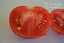 Tomate précoce à moyens fruits 'Précoce de Sibérie'- La pépinière d'Agnens