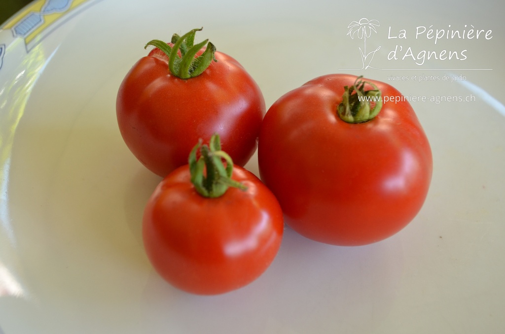 Tomate précoce à moyens fruits 'Précoce de Sibérie'- La pépinière d'Agnens