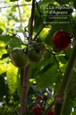 Tomate précoce à moyens fruits 'Précoce de Sibérie'- La pépinière d'Agnens