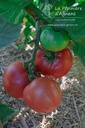 Tomate à fruits charnus 'Rose de Berne' - la Pépinière d'Agnens