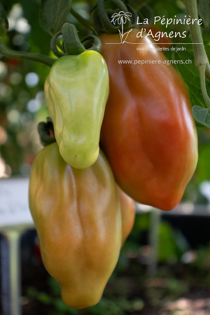 Tomate tardive 'San Marzano 2' - la Pépinière d'Agnens