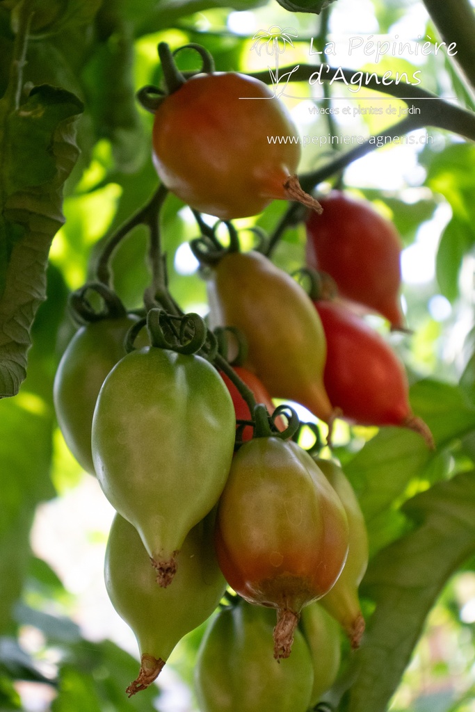 Tomate cerise 'Vésuve' - la Pépinière d'Agnens