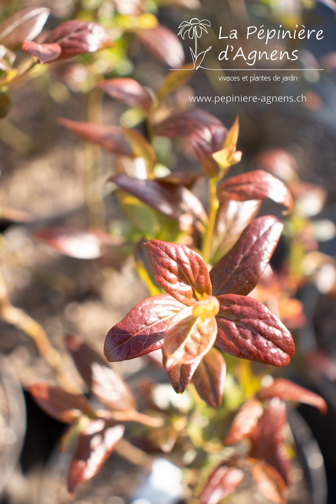 Vaccinium corymbosum 'Duke' - la Pépinière d'Agnens