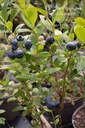 Vaccinium corymbosum 'Duke' - la Pépinière d'Agnens