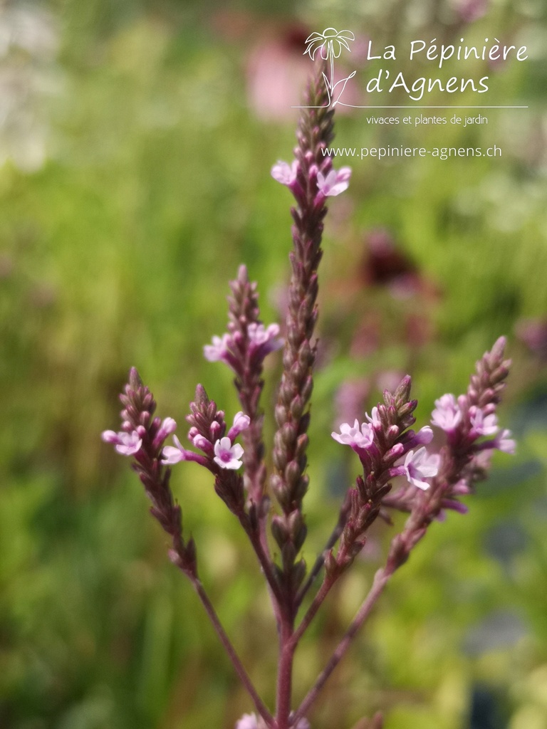 Verbena hastata 'Pink Spires' - la Pépinière d'Agnens