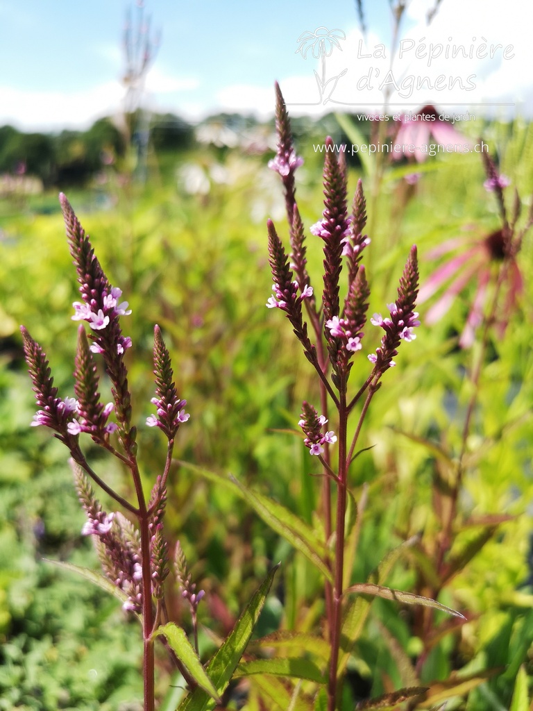 Verbena hastata 'Pink Spires' - la Pépinière d'Agnens