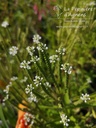 Verbena hastata 'White Spire' - la Pépinière d'Agnens