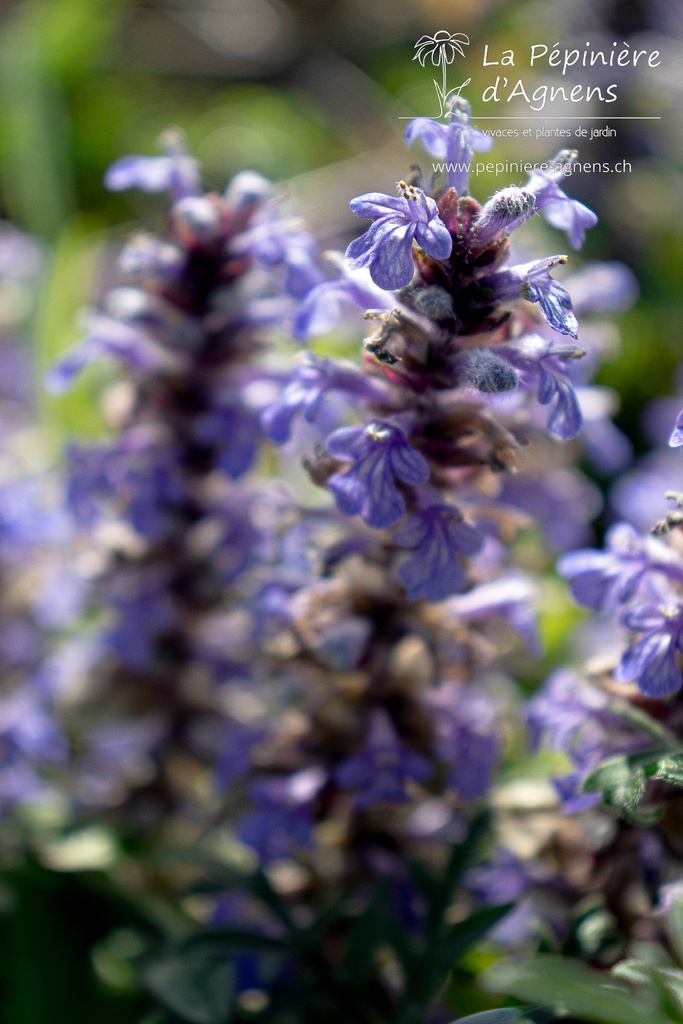 Ajuga reptans 'Black Scallop' - la Pépinière d'Agnens