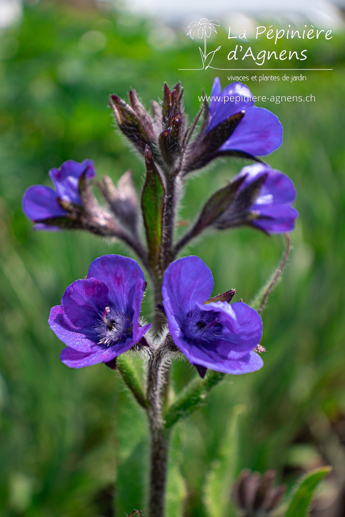 Anchusa azurea 'Loddon Royalist' - la Pépinière d'Agnens