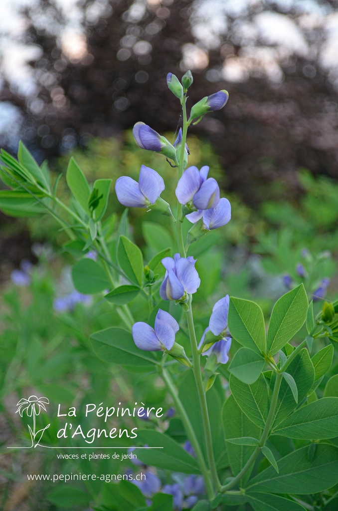 Baptisia australis - la Pépinière d'Agnens