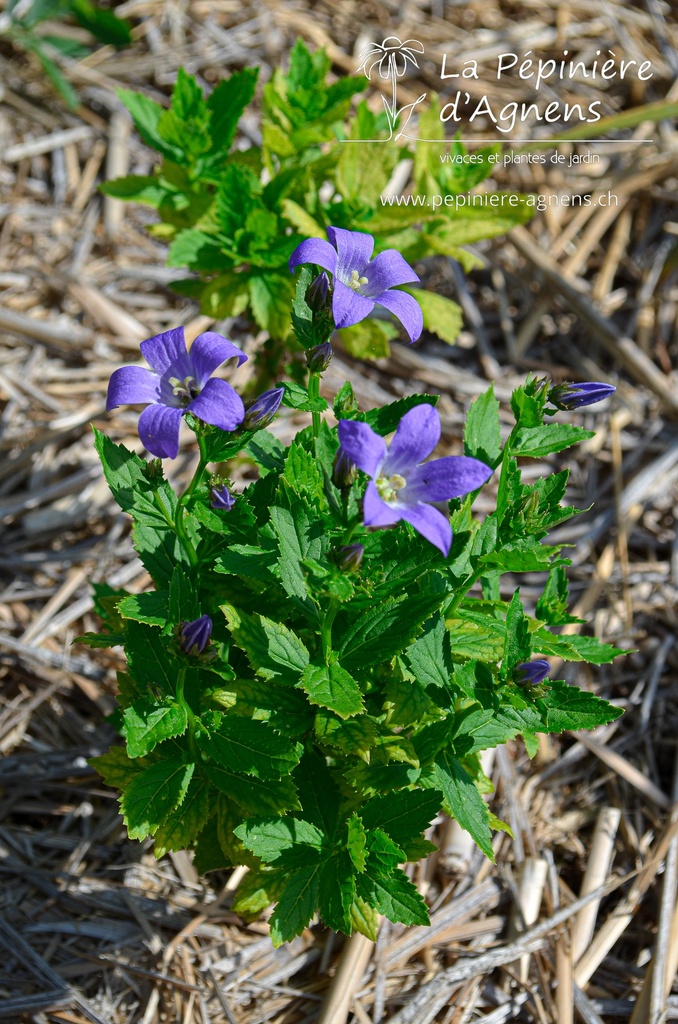 Campanula lactiflora 'Prichard's Variety' - la Pépinière d'Agnens