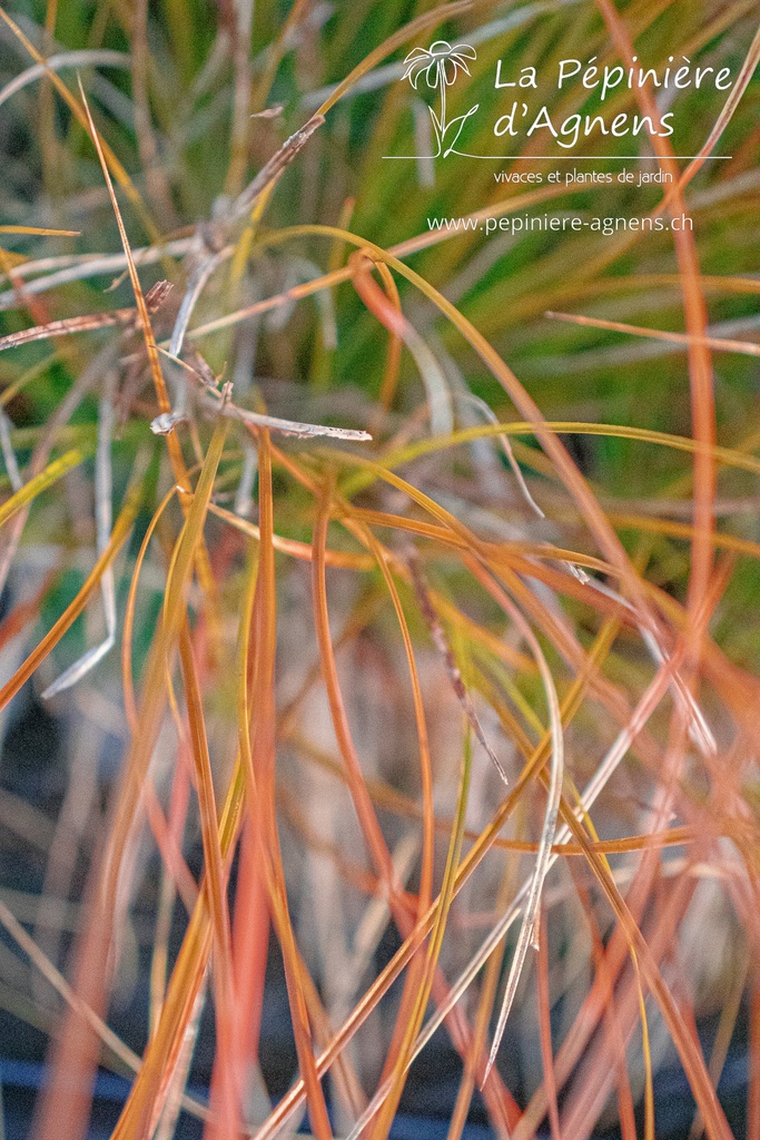 Carex testacea 'Prairie Fire' - la Pépinière d'Agnens