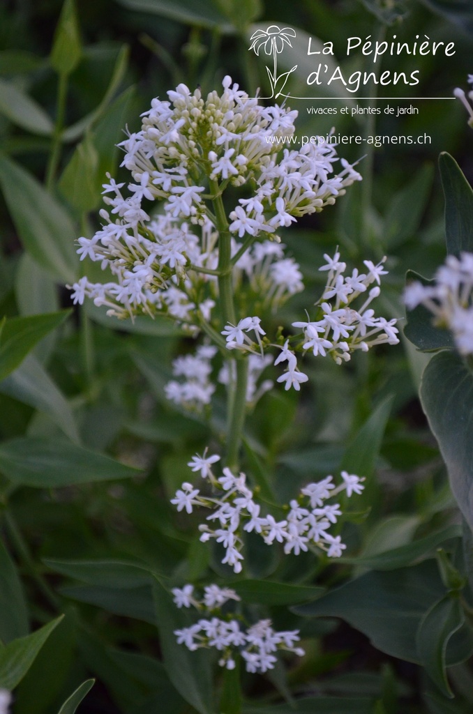 Centranthus ruber 'Albus' - la Pépinière d'Agnens