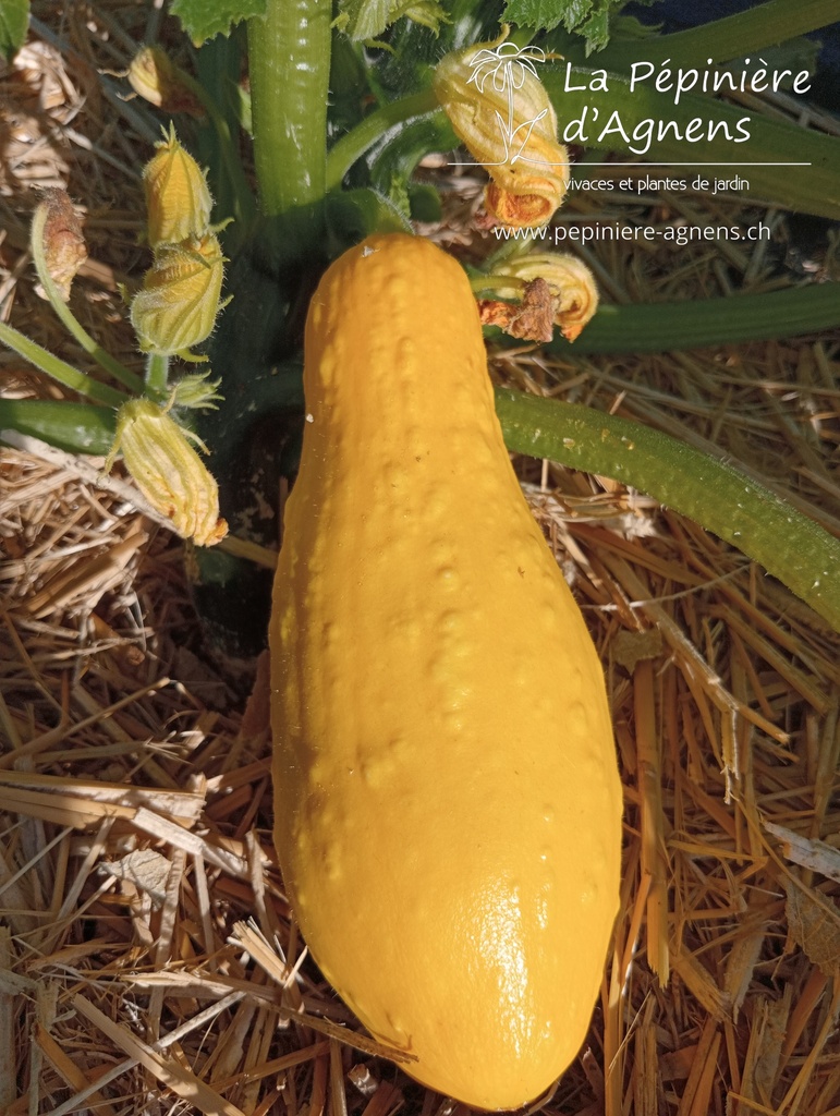 Courgette à fruits moyen 'Beurrée jaune' - la Pépinière d'Agnens