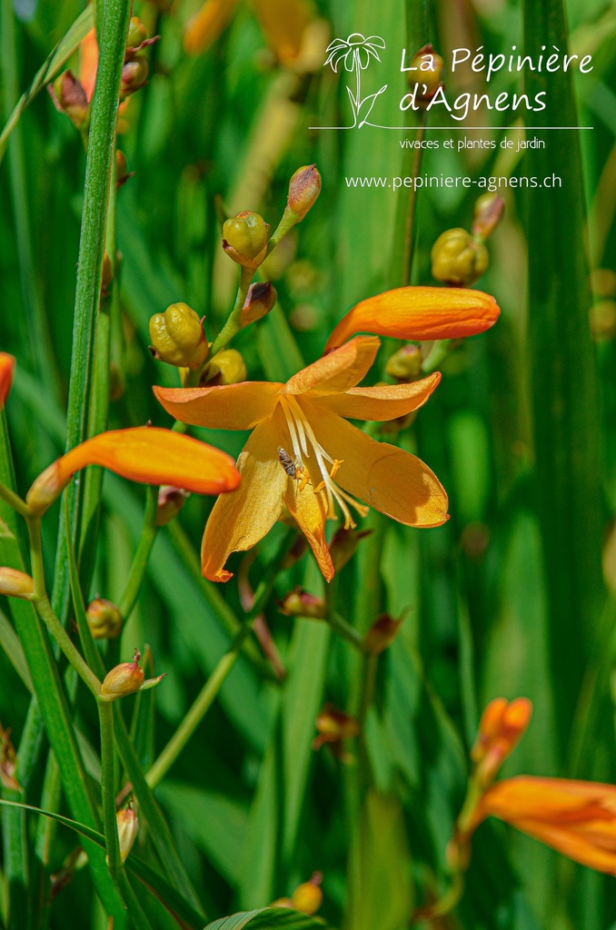 Crocosmia hybride 'George Davidson' - la Pépinière d'Agnens