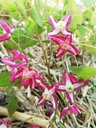 Epimedium rubrum (x) - la Pépinière d'Agnens