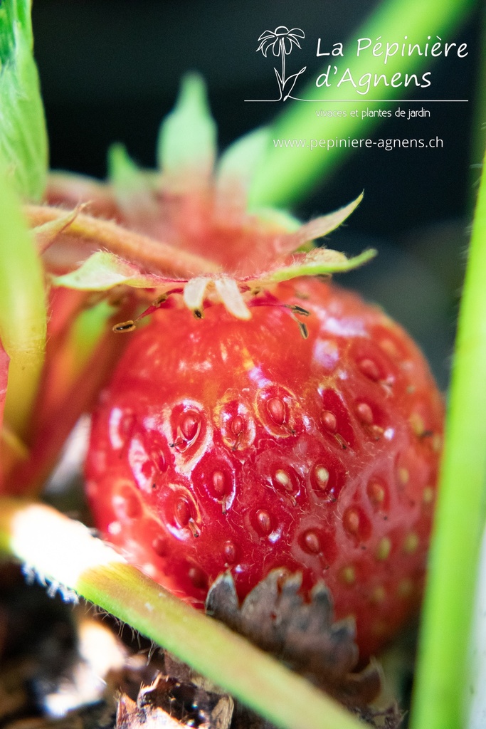 Fragaria hybride 'Wädenswil 6' - la Pépinière d'Agnens