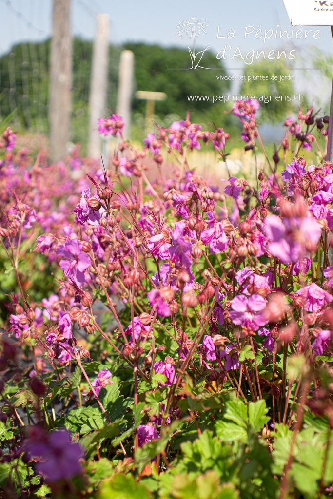 Geranium cantabrigiense (x) 'Karmina'- la Pépinière d'Agnens