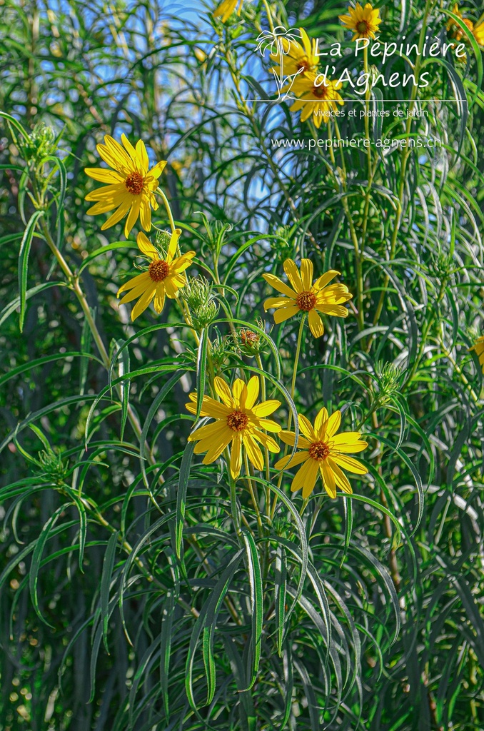 Helianthus salicifolius orgyalis- la Pépinière d'Agnens