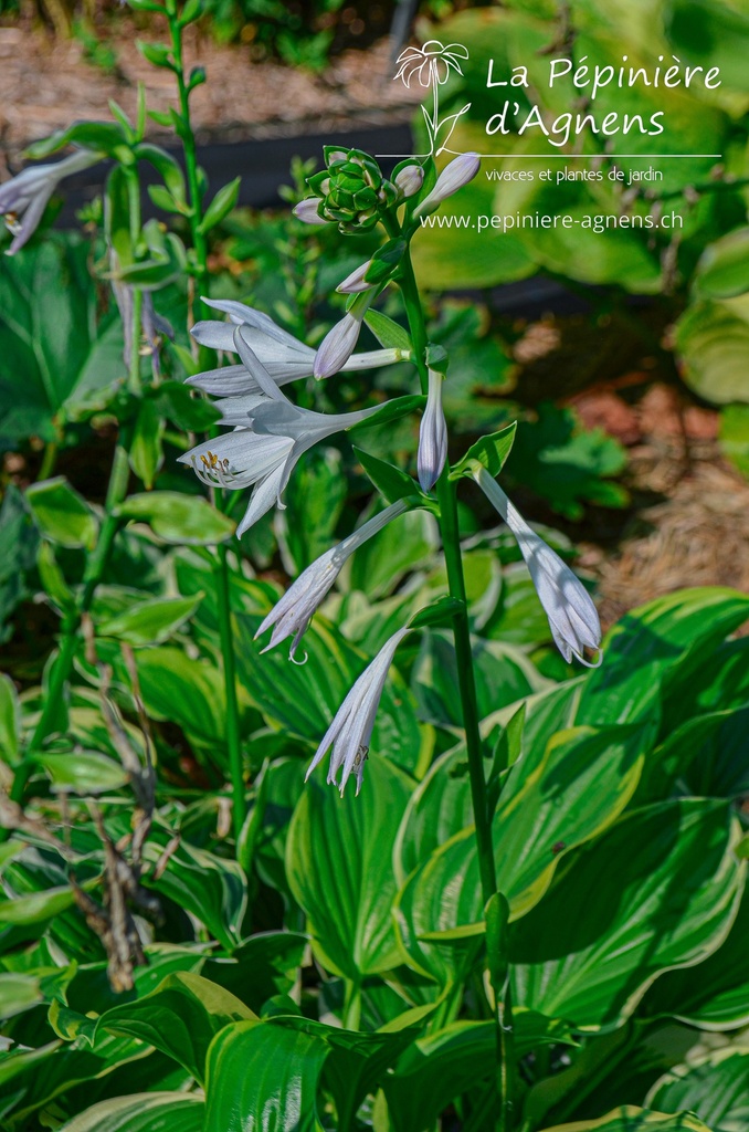 Hosta hybride 'So Sweet'- la Pépinière d'Agnens