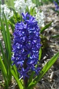 Hyacinthus orientalis 'Blue Jacket'- la Pépinière d'Agnens