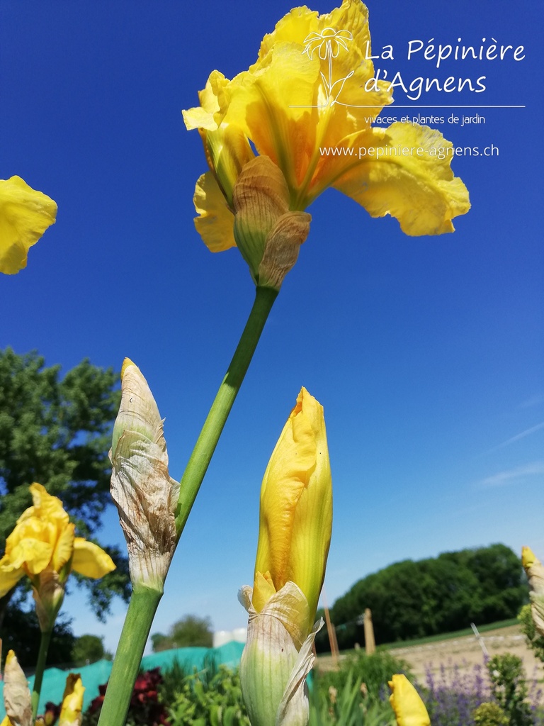 Iris germanica 'Ola Kala'- la Pépinière d'Agnens