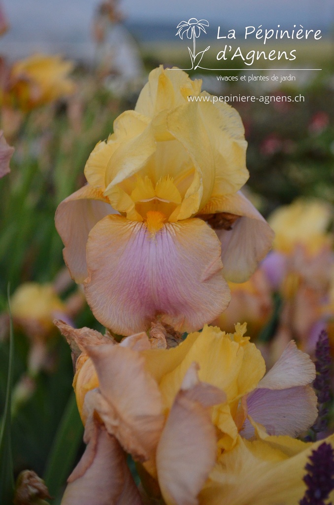 Iris germanica 'Sunset Sky'- la Pépinière d'Agnens