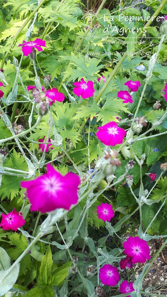 Lychnis coronaria- la Pépinière d'Agnens