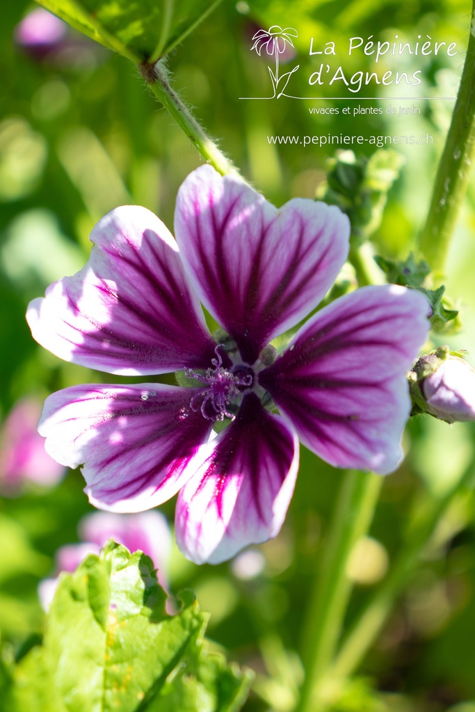 Malva sylvestris- la Pépinière d'Agnens