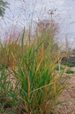 Panicum virgatum 'Rotstrahlbusch'- la Pépinière d'Agnens