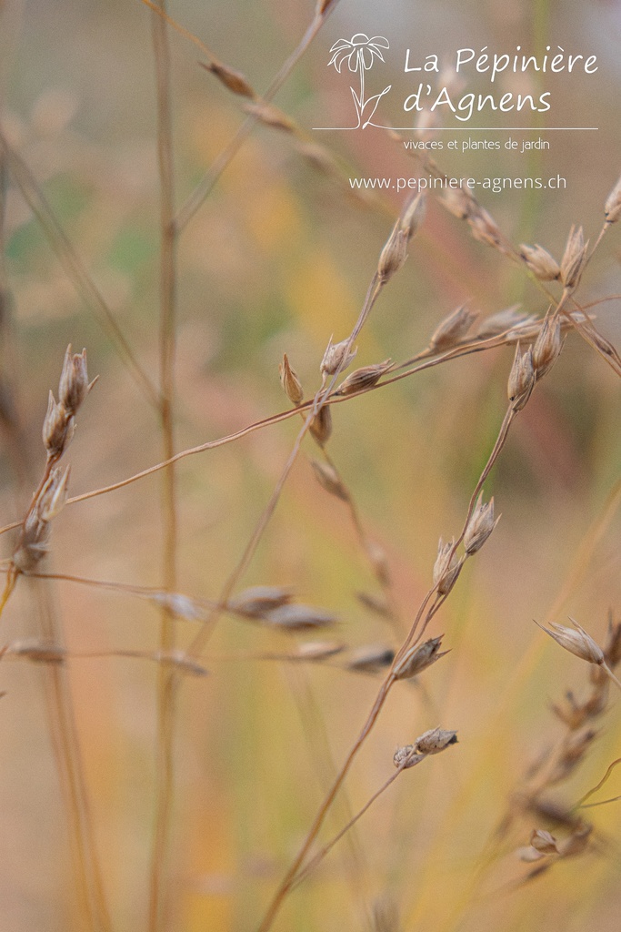 Panicum virgatum 'Rotstrahlbusch'- la Pépinière d'Agnens