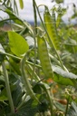 Pois mange-tout 'Weggiser'- la Pépinière d'Agnens