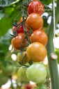 Tomate cerise 'Miel du Mexique'- la Pépinière d'Agnens