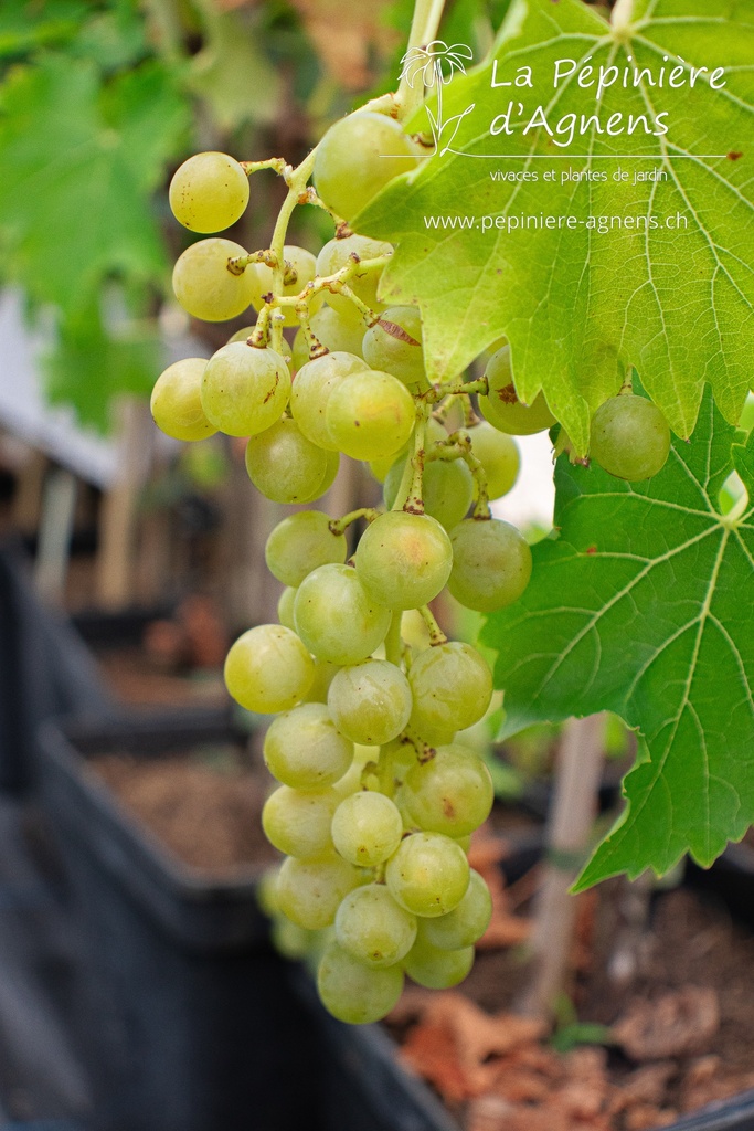 Vitis Raisin 'Birstaler Muscat'- la Pépinière d'Agnens