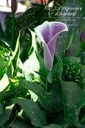 Zantedeschia 'Picasso'- la Pépinière d'Agnens