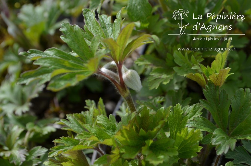 Anemone sylvestris -La pépinière d'Agnens