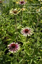 Echinacea hybride 'Green Twister' -La pépinière d'Agnens