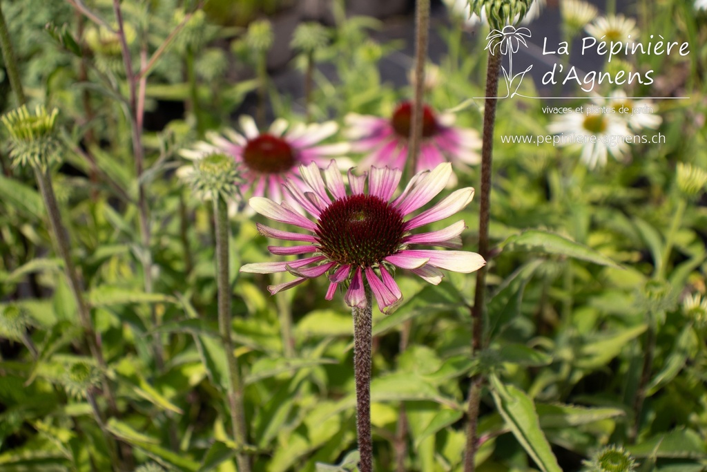 Echinacea hybride 'Green Twister' -La pépinière d'Agnens