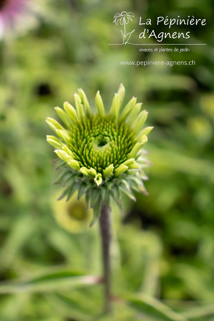 Echinacea hybride 'Green Twister' -La pépinière d'Agnens