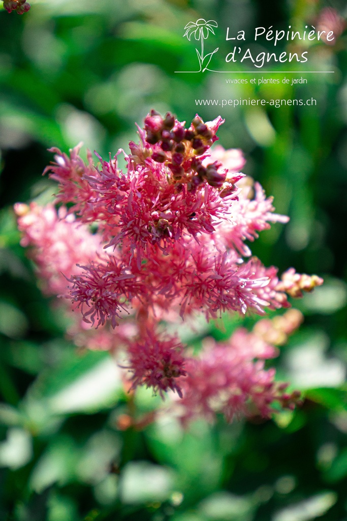 Astilbe hybride 'Country & Western' - La pépinière d'Agnens