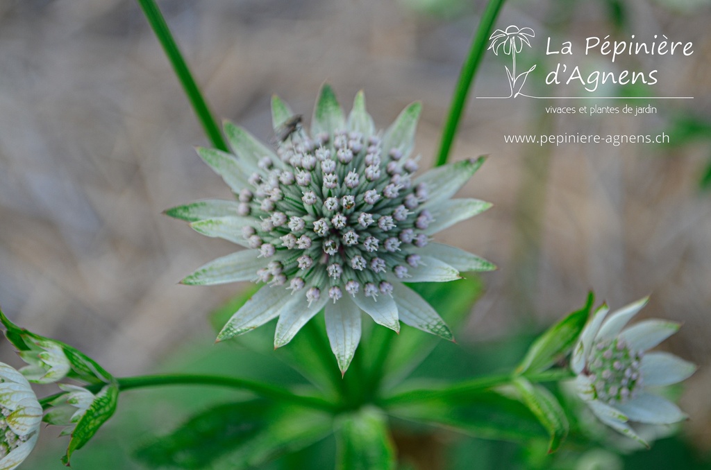 Astrantia major 'Star of Billion' - La pépinière d'Agnens