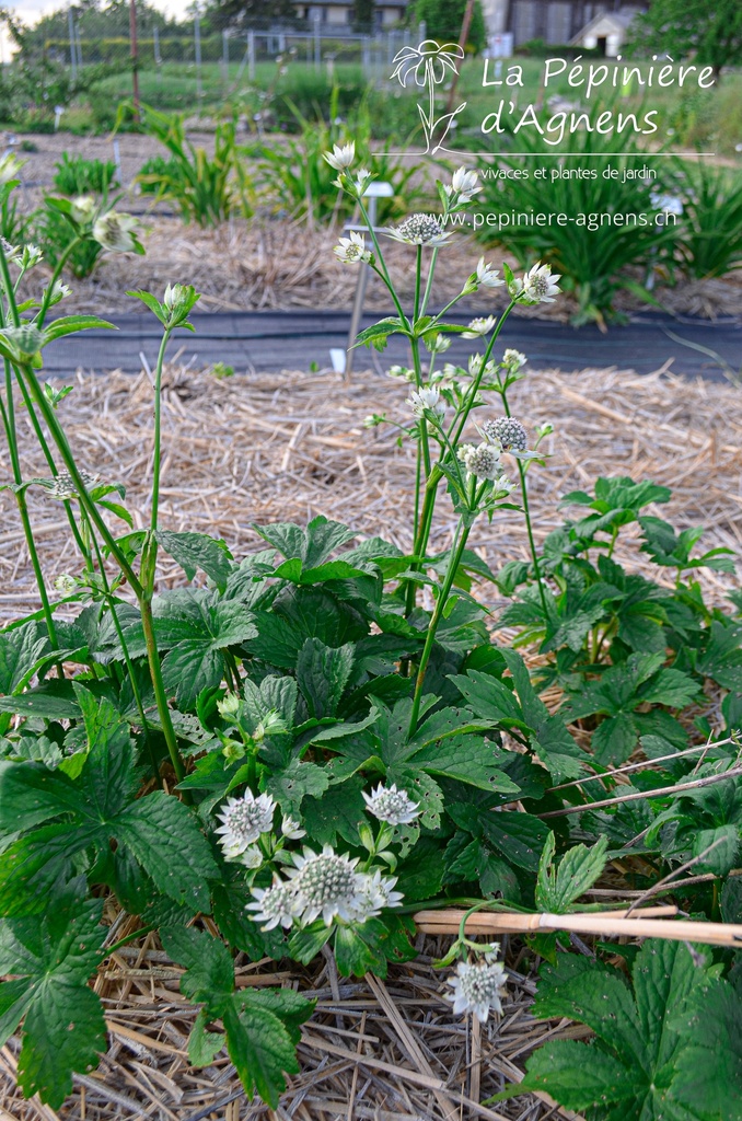 Astrantia major 'Star of Billion' - La pépinière d'Agnens