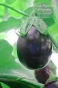 Aubergine cultivar 'Black Beauty' - La pépinière d'Agnens