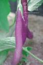 Aubergine cultivar 'Pink Lady' - La pépinière d'Agnens