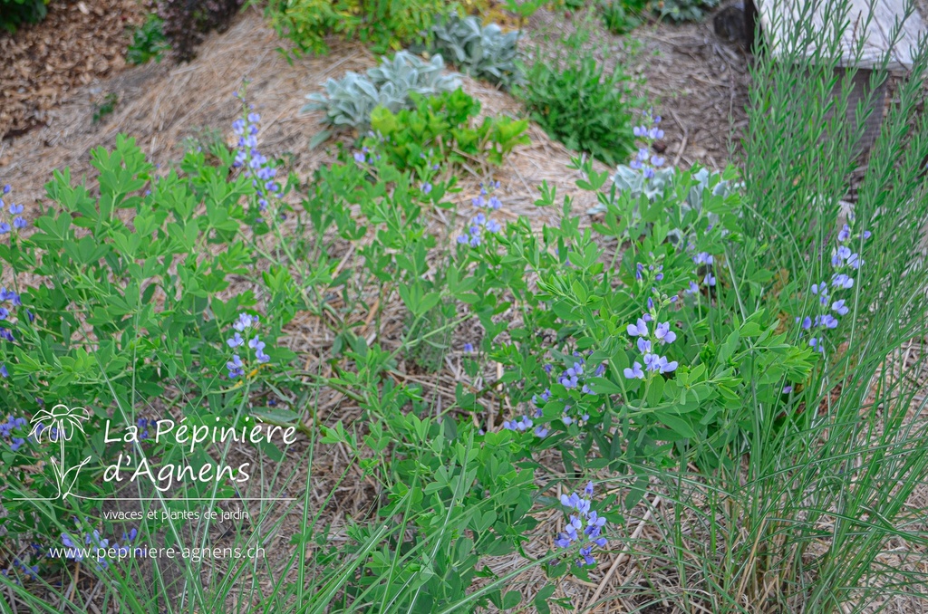 Baptisia australis - La pépinière d'Agnens