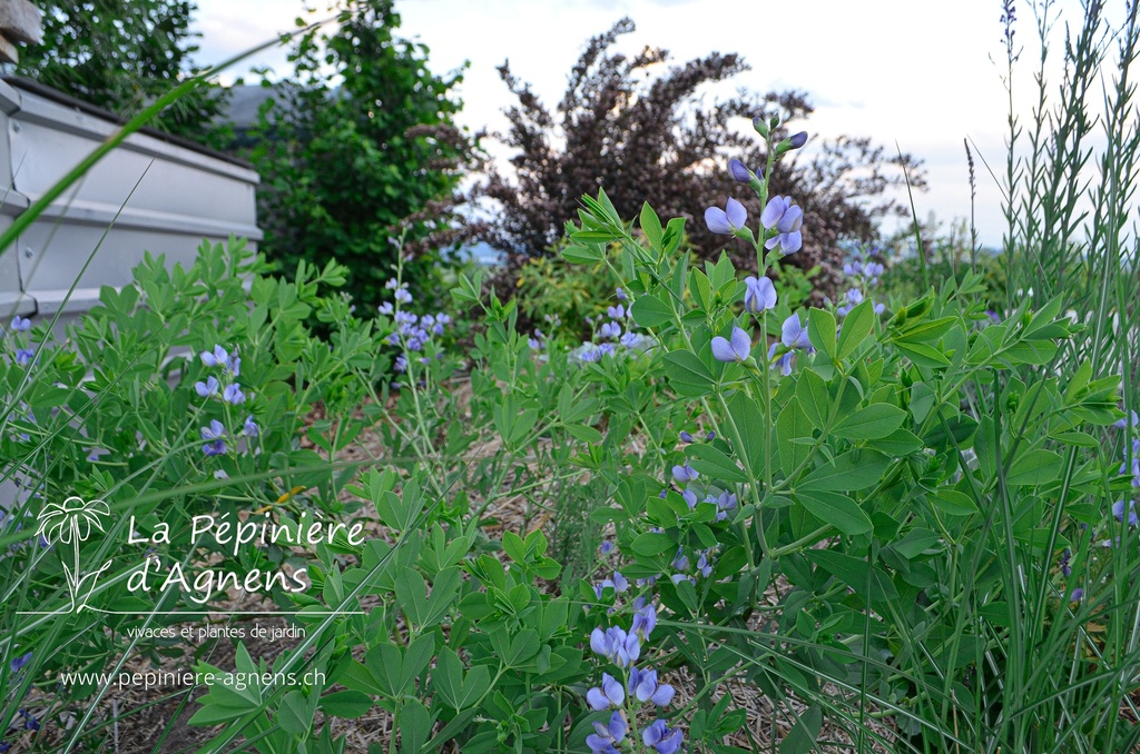 Baptisia australis - La pépinière d'Agnens