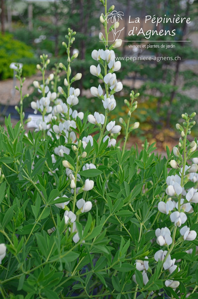 Baptisia australis 'Alba' - La pépinière d'Agnens