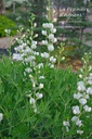 Baptisia australis 'Alba' - La pépinière d'Agnens